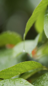 实拍树叶上的水珠成熟樱桃视频