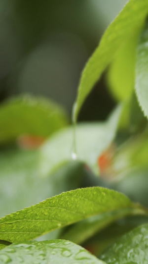 实拍树叶上的水珠成熟樱桃31秒视频