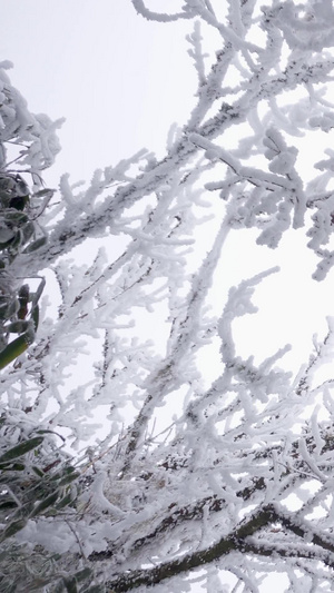 仰拍唯美冰雪包裹的树枝视频素材26秒视频