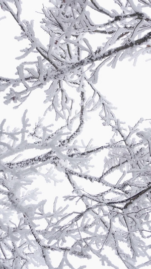 仰拍唯美冰雪包裹的树枝视频素材26秒视频