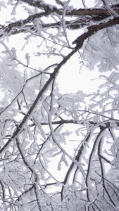 仰拍唯美冰雪包裹的树枝视频素材视频