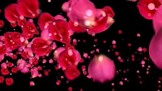 特效唯美浪漫粉色花瓣透明通道背景视频视频