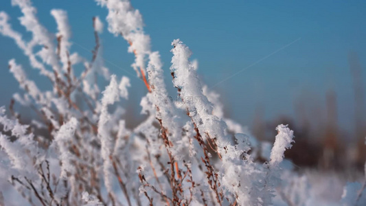 冬天雪地雾凇唯美空镜视频