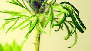 欧洲派斯克花的药用植物33秒视频