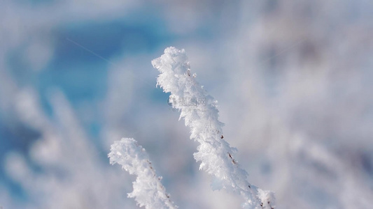 冬天雪地雾凇唯美空镜视频