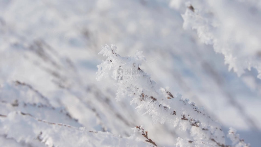 冬天雪地雾凇唯美空镜视频