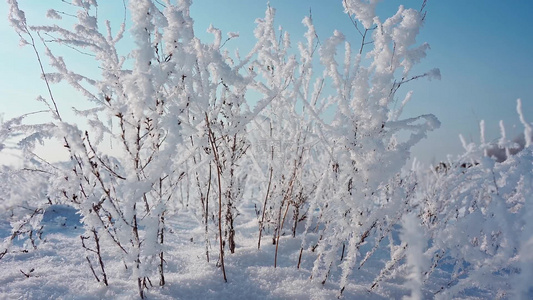 冬天雪地雾凇唯美空镜视频