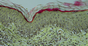 甲状腺素显微镜下的细胞30秒视频