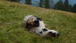两只狗玩耍躺在绿色的山坡上22秒视频