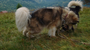 特写嬉戏的猎犬躺在绿色的田野27秒视频