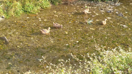 河水里嬉戏玩耍麻鸭鸭子4K实拍视频视频