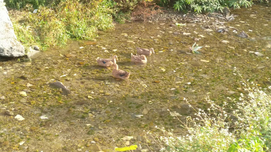 河水里嬉戏玩耍麻鸭鸭子4K实拍视频视频