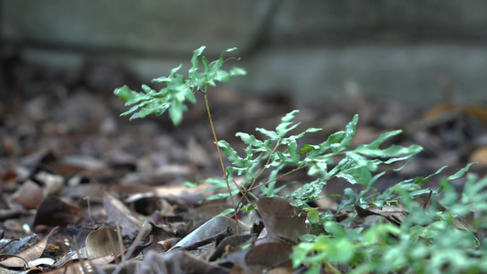 4K雨滴落在雨林绿色植物叶片上视频