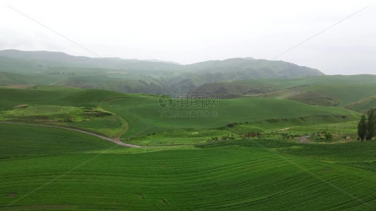 航拍新疆江布拉克雨后的绿色麦田视频
