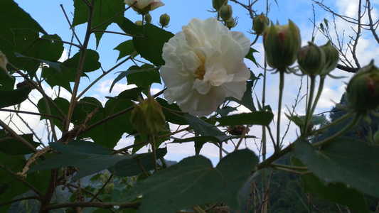 美丽唯美的木芙蓉花朵4K实拍视频视频