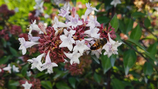 蜜蜂花朵上飞翔视频