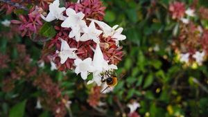 蜜蜂采蜜31秒视频