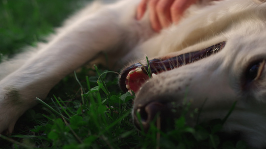 男性手抚摸金毛猎犬特写视频