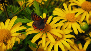 一只小铜蝴蝶在金灌木菊花9号上慢动作13秒视频
