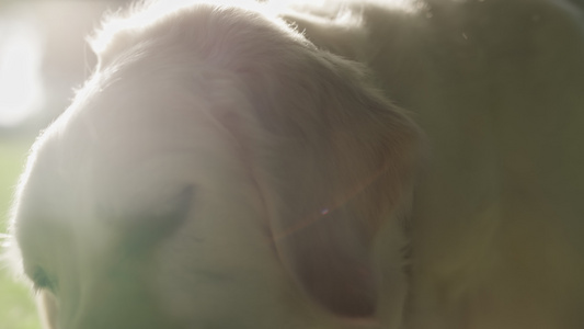 特写金毛猎犬在夏季阳光公园咬骨头视频