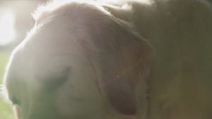特写金毛猎犬在夏季阳光公园咬骨头7秒视频