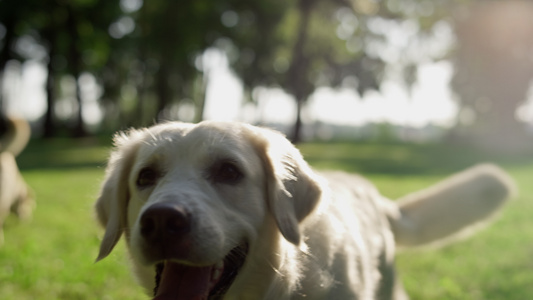 快乐的金毛猎犬在夏季公园特写镜头中来了主人视频