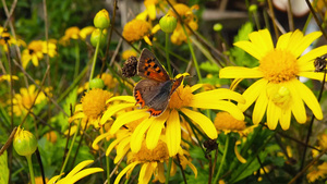 蝴蝶在黄菊花上采蜜17秒视频