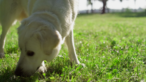 特写成人金毛猎犬闻草在阳光明媚的公园里搜寻6秒视频