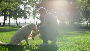 快乐的人抚摸着金毛猎犬公园22秒视频