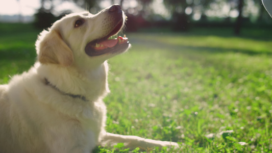 快乐的人抚摸着金毛猎犬公园视频