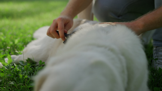 男人手抚摸快乐的金毛猎犬特写视频