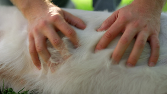 男人手抚摸快乐的金毛猎犬特写视频