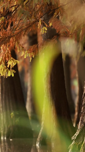 水中生长的池杉红杉树视频