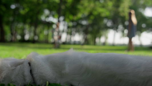 躺在公园阴影特写镜头中的金毛猎犬视频