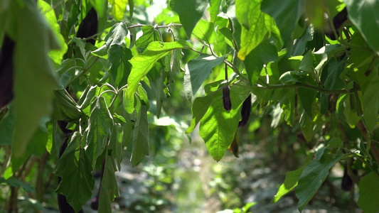 4K农业种植有机蔬菜茄子实拍视频视频