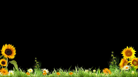草地向日葵动画元素带透明度通道视频