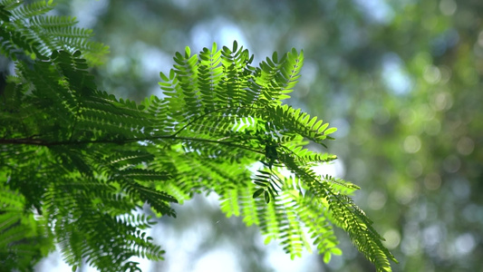 4K透光的植物夏天植物意境空镜实拍视频视频