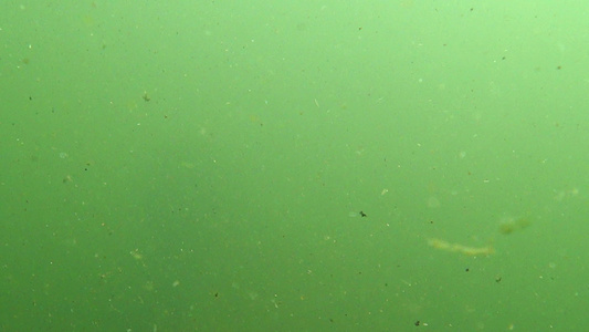 可以看到大水族馆里的绿色泥巴水视频