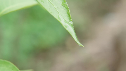 绿叶上的水滴视频