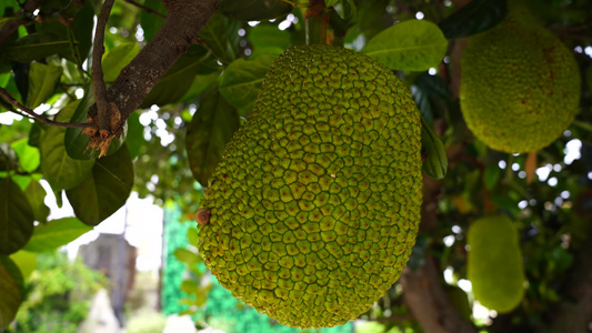 菠萝蜜水果树视频