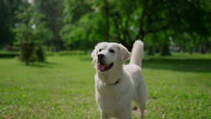 快乐的拉布拉多犬站在绿草上7秒视频