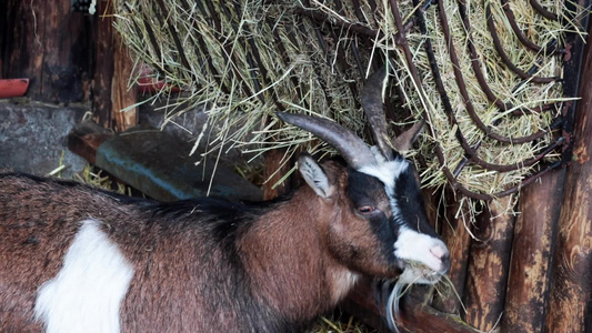 牧羊吃干草农业环保产品和食品视频