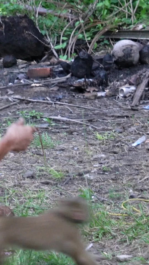 泰国训练猴子摘椰子实拍70秒视频