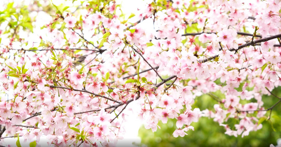 春天盛开的樱花视频