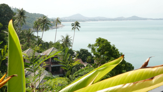 海滨别墅和棕榈树热带度假胜地平静海海岸上的小屋和绿色视频