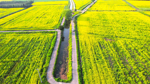 油菜花田自驾旅游行驶在油菜花海中4K航拍视频素材23秒视频