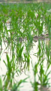 水稻特写实拍素材农作物视频