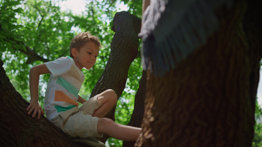 活跃的男孩在公园附近爬树视频