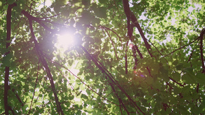 在夏季森林中透过绿叶观看阳光17秒视频
