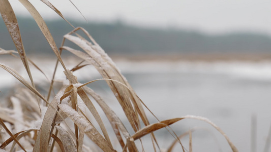 寒冷冬季森林湖边植物杂草积雪合集 视频